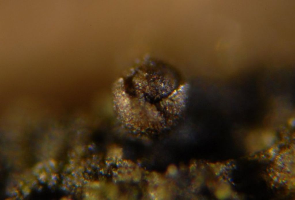 Monte Baldo - Licea parasitica